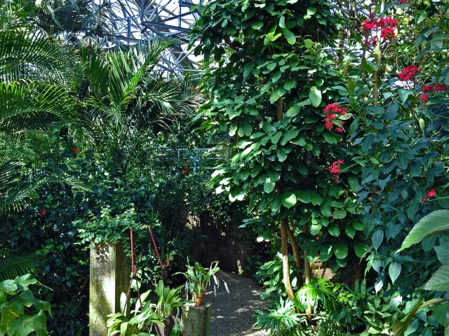 茨城県植物園イベント情報 那珂市 茨城県 花火大会 お祭り イベントの場所や開催日程