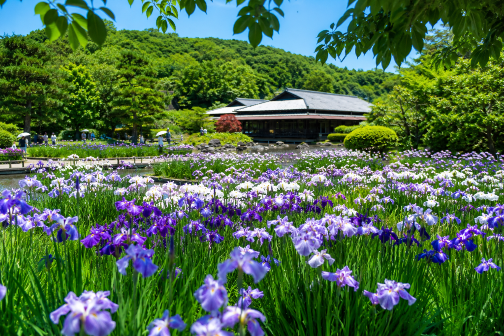 現在の画像: 常陸太田市 花菖蒲まつりin桃源