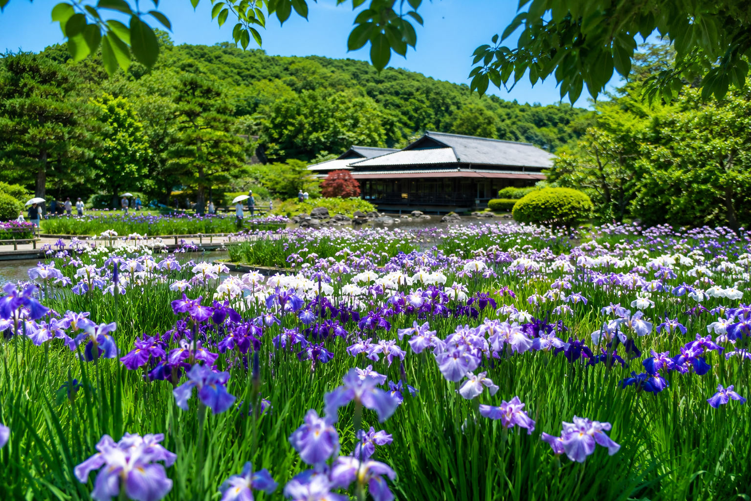 常陸太田市 花菖蒲まつりin桃源