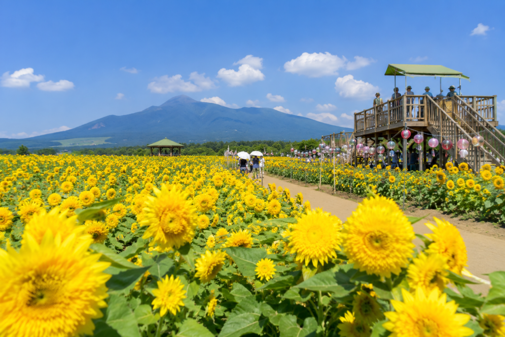 現在の画像: 筑西市 あけのひまわりフェスティバル