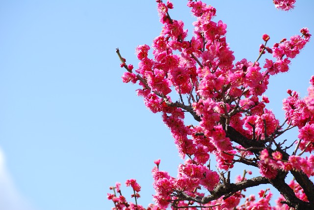 古河総合公園 古河桃まつり 古河市 茨城県 花火大会 お祭り イベントの場所や開催日程