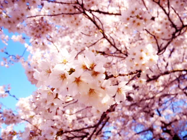水戸の桜まつり 水戸市 茨城県 花火大会 お祭り イベントの場所や開催日程