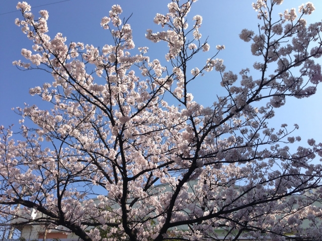 愛龍さくらまつり 龍ケ崎市 茨城県 テレビで紹介されたご当地グルメ 今週末のイベント情報