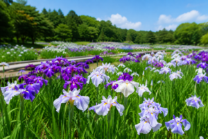青山花しょうぶ園