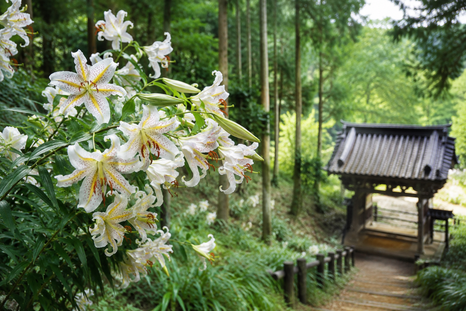 行方市「山百合の里」