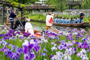 水郷潮来あやめまつり